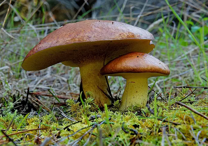 Maślak żółty (Suillus grevillei)