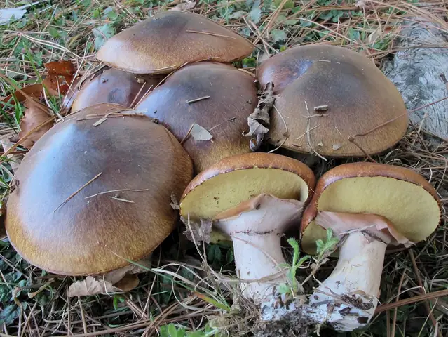 Maślak zwyczajny (Suillus luteus)