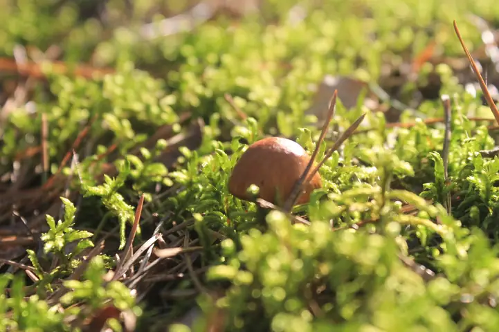 Maślak zwyczajny (Suillus luteus)