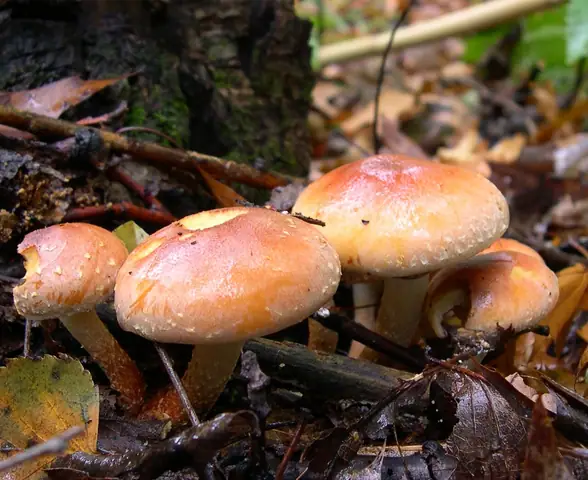Maślanka ceglasta (Hypholoma lateritium)