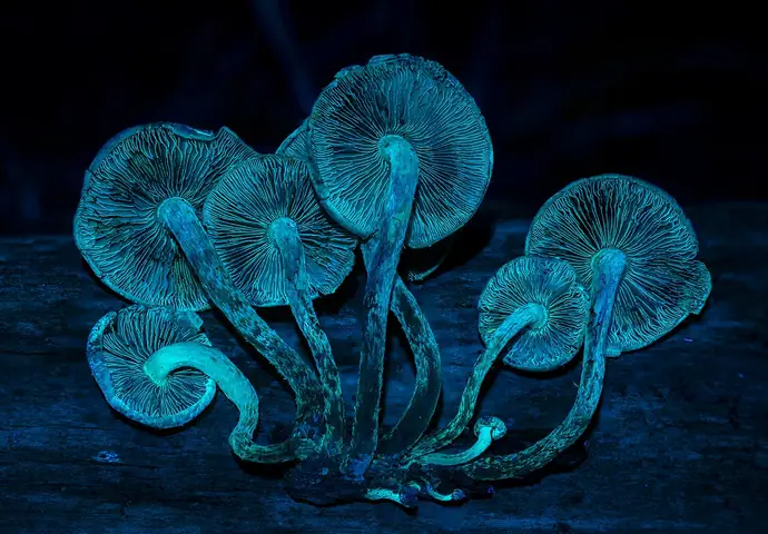 Maślanka ceglasta (Hypholoma lateritium)