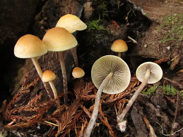 Maślanka zygzakowatotrzonowa (Hypholoma marginatum)