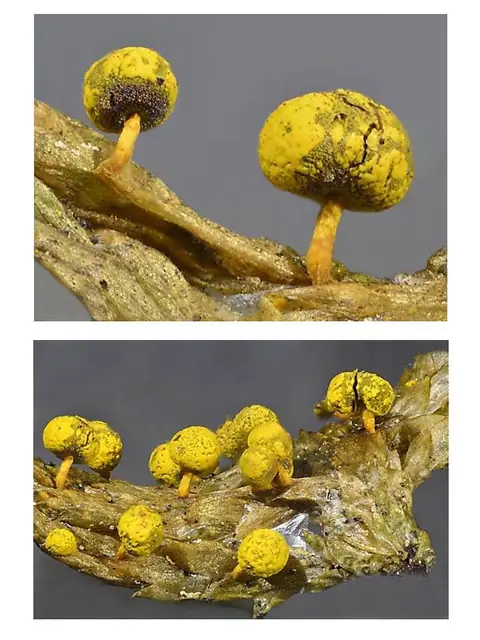 Maworek cytrynowożółty (Physarum citrinum)