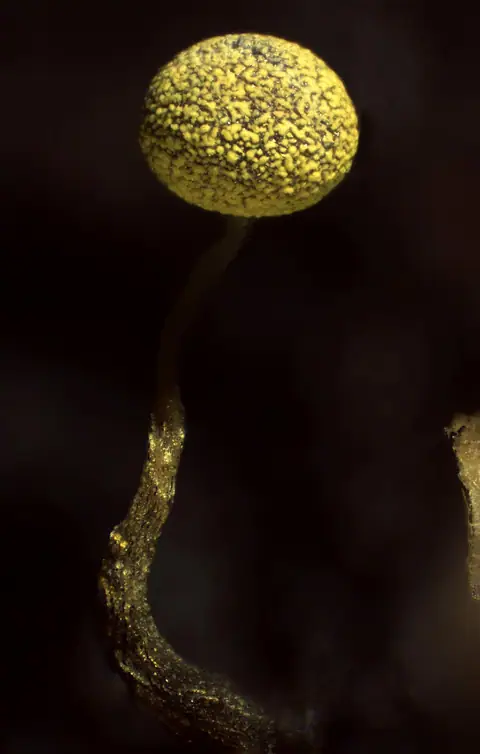 Maworek zielonkawy (Physarum viride)