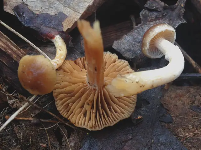 Meottomyces (Meottomyces dissimulans)