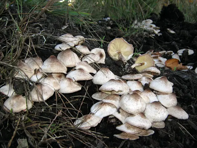 Mesopsalliota meleagris (Leucoagaricus meleagris)