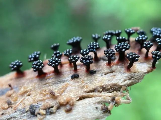 Metatrichia spp.