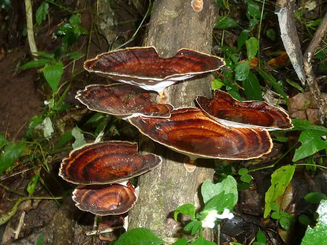 Microporus xanthopus