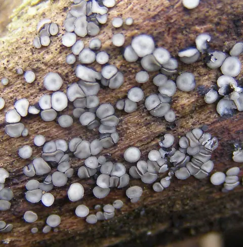 Mięczak (Mollisia sp.)