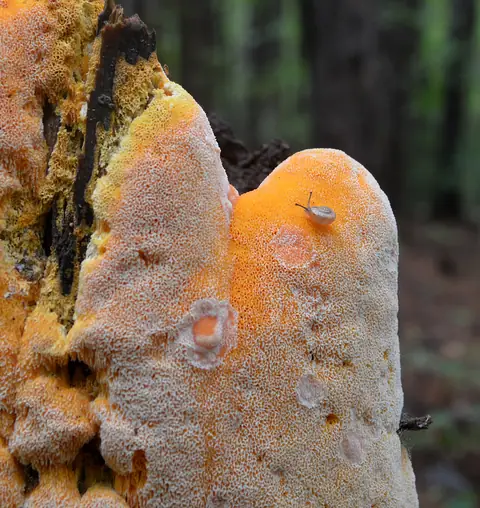 Miękusz łososiowy (Erastia salmonicolor)