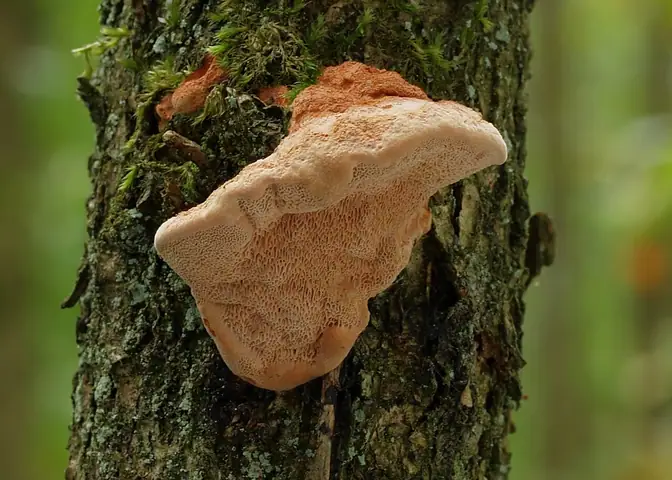 Miękusz rabarbarowy (Hapalopilus nidulans)