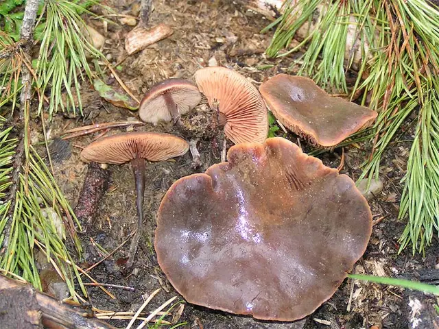 Mięsichówka ogórkowonna (Macrocystidia cucumis)