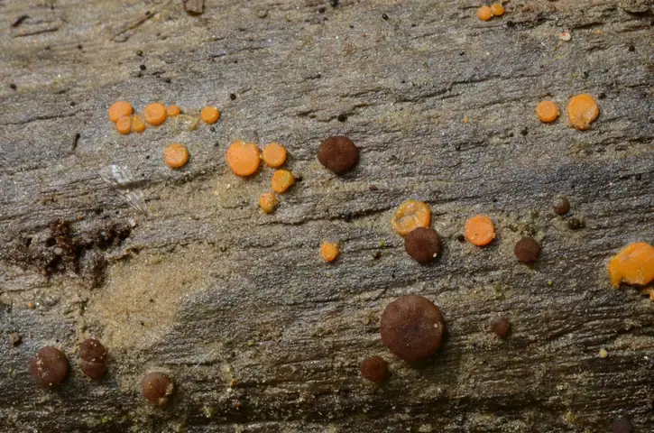 Miladina złota (Miladina lecithina)