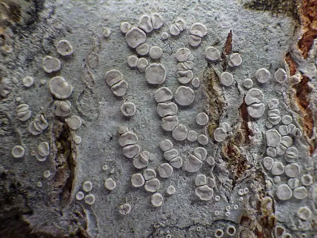 Misecznica blada (Lecanora albella)