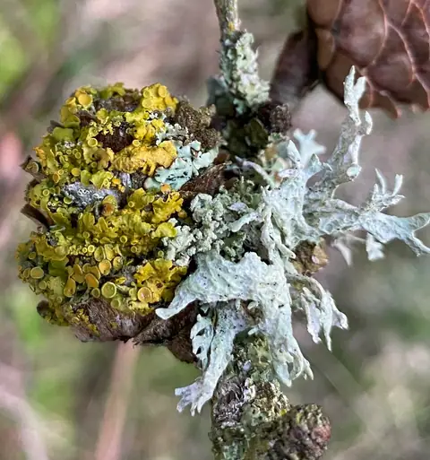 Misecznica brązowa (Lecanora pulicaris)