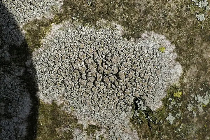Misecznica grabowa (Lecanora carpinea)