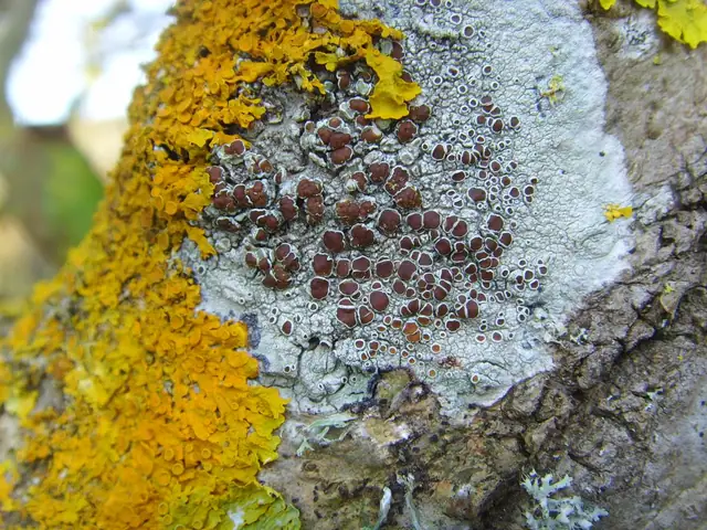 Misecznica kasztanowata (Lecanora argentata)