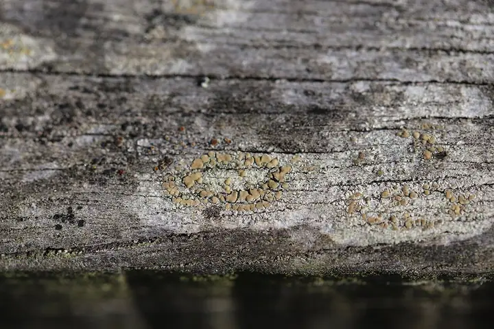 Misecznica niestała (Lecanora symmicta)