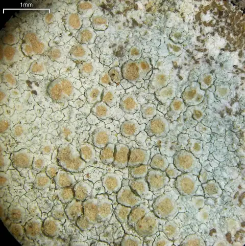 Misecznica opylona (Lecanora cenisia)