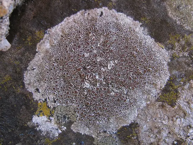 Misecznica polna (Lecanora campestris)