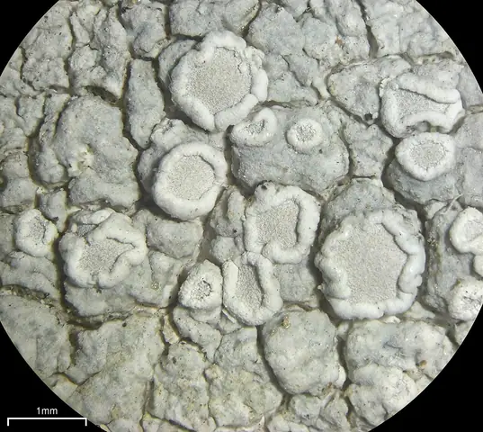 Misecznica skalna (Lecanora rupicola)
