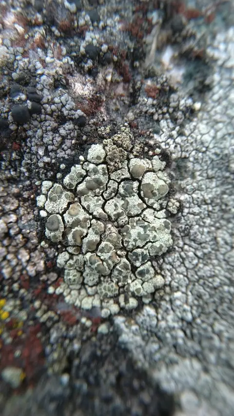 Misecznica skupiona (Lecanora intricata)