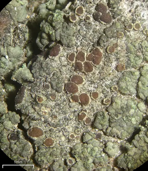 Misecznica wierzbowa (Lecanora saligna)