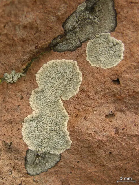 Misecznica wyblakła (Lecanora subcarnea)