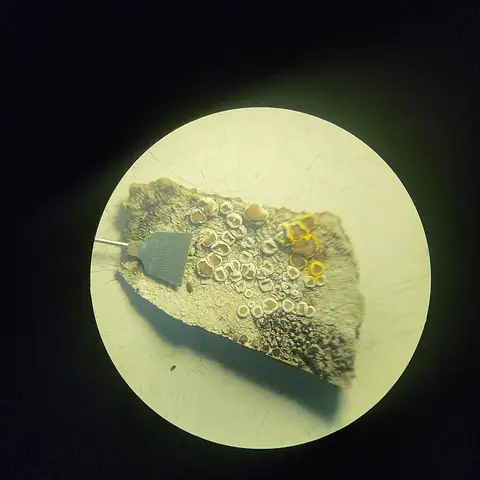 Misecznica wytworna (Lecanora intumescens)