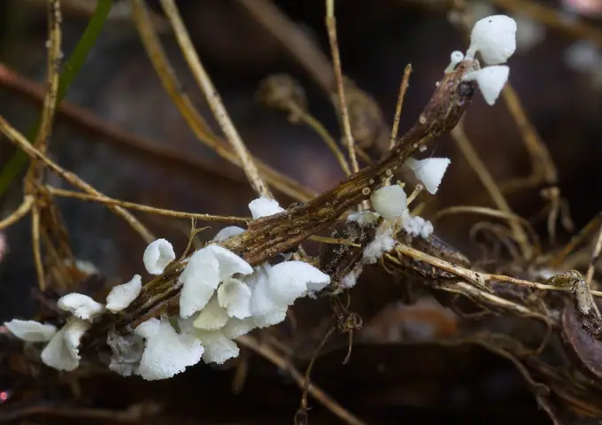 Miseczniczka łodygowa (Calyptella capula)