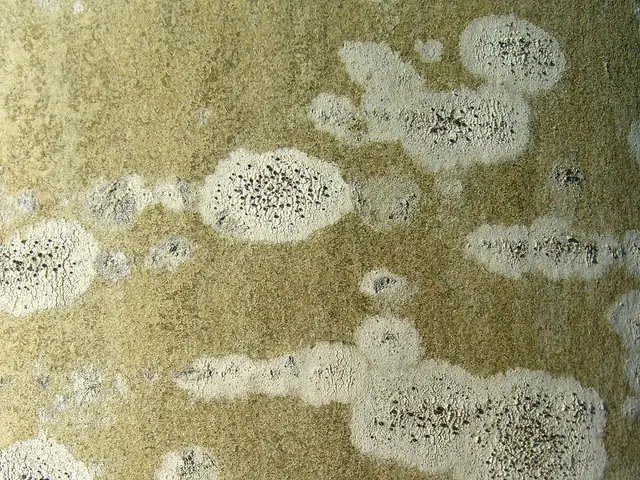 Miseczniczka nerkowata (Lecania dubitans)