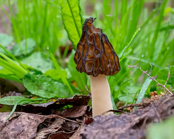 Mitrówka półwolna (Mitrophora semilibera)