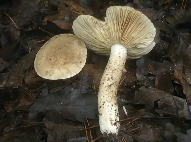 Mleczaj bezstrefowy (Lactarius azonites)