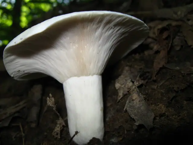 Mleczaj biel (Lactarius piperatus)