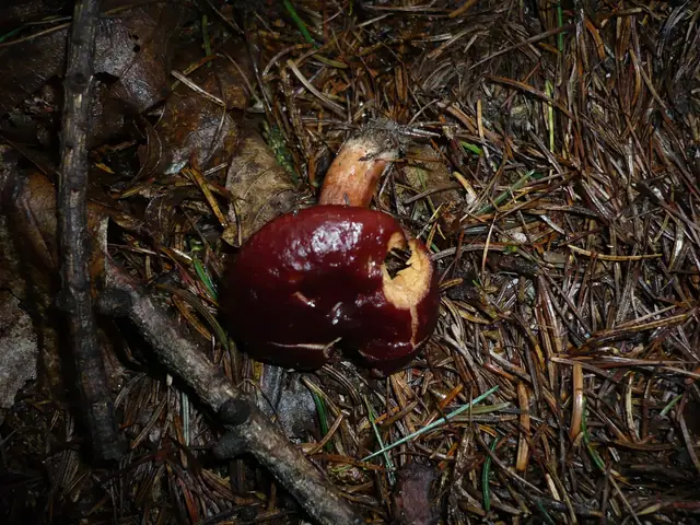 Mleczaj brązowy (Lactarius badiosanguineus)
