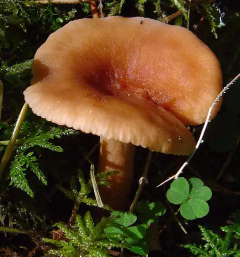 Mleczaj brzozowy (Lactarius tabidus)