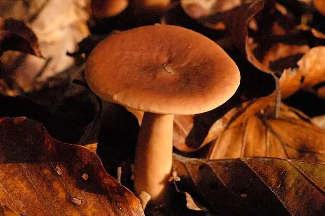 Mleczaj bukowy (Lactarius subdulcis)