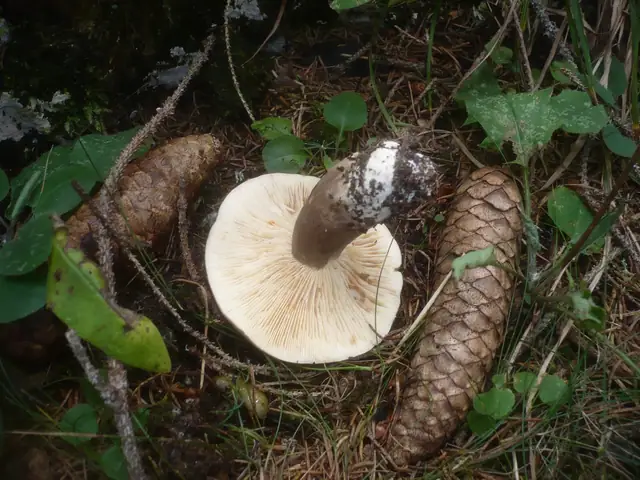 Mleczaj ciemny (Lactarius picinus)