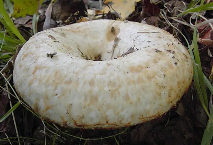 Mleczaj cytrynowy (Lactarius citriolens)