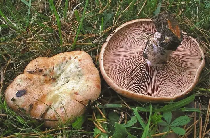 Mleczaj czerwieniejący (Lactarius sanguifluus)
