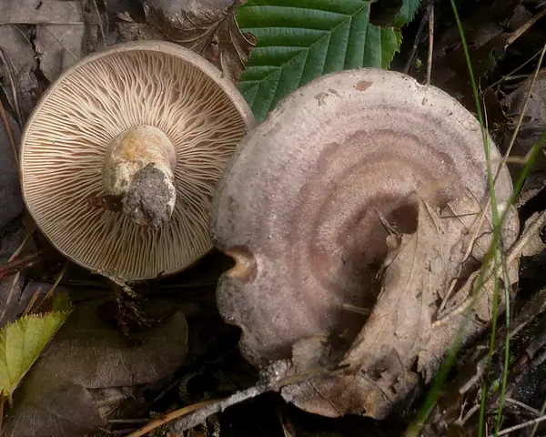 Mleczaj dębowo-grabowy (Lactarius circellatus)
