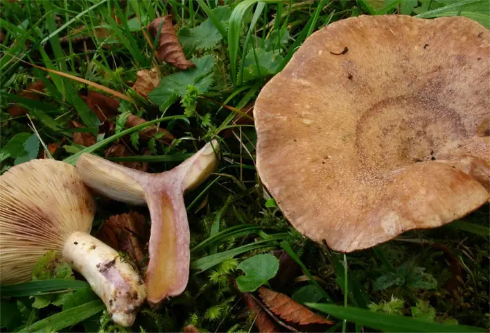 Mleczaj fiołkowy (Lactarius violascens)