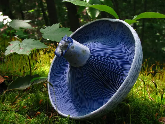 Mleczaj indigoo (Lactarius indigoo)