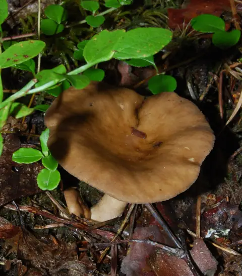 Mleczaj jelonek (Lactarius fuliginosus)