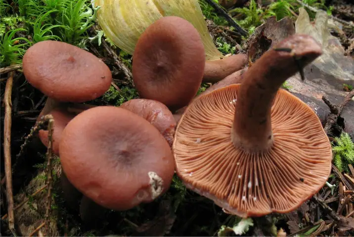 Mleczaj kamforowy (Lactarius camphoratus)