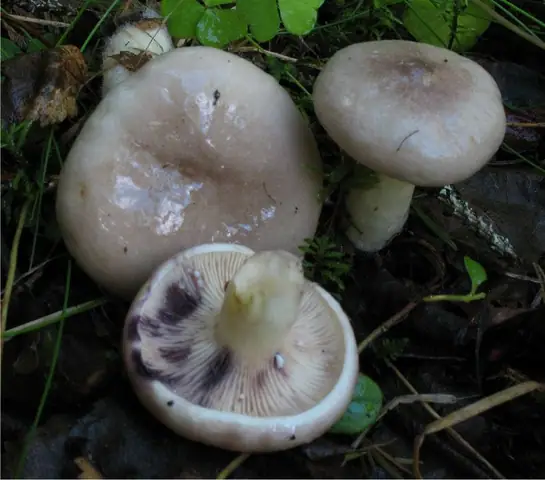 Mleczaj lepki (Lactarius uvidus)