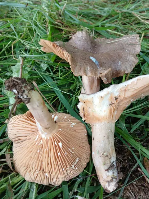 Mleczaj leszczynowy (Lactarius pyrogalus)
