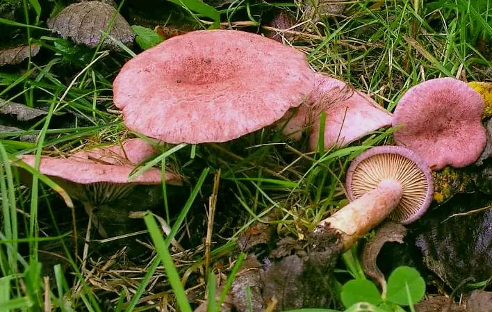 Mleczaj liliowy (Lactarius lilacinus)