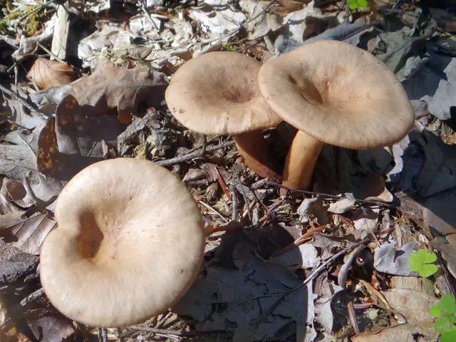Mleczaj łudzący (Lactarius decipiens)