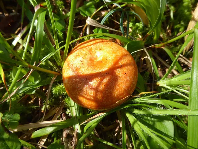 Mleczaj modrzewiowy (Lactarius porninsis)